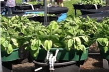 Aquaponics setup at Magoon Research